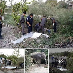 游客给牛喂牛肉干遭踩踏